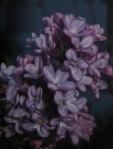Blooming_Lilacs---02_April_2013---IMG_5280